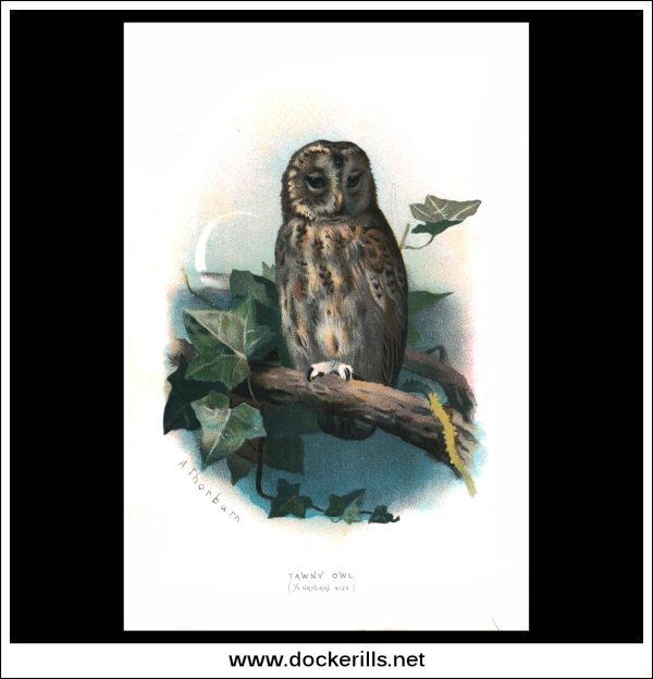 The Tawny Owl. Antique Print, Chromolithograph c. 1890. A. Thorburn Bird Print. Discount