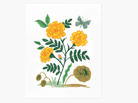 French Marigold Print For Sale